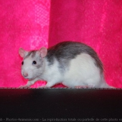 Photo de Rat