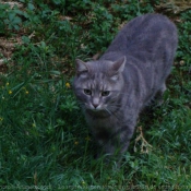 Photo de Chat domestique