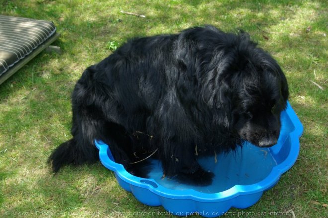 Photo de Chien de terre-neuve