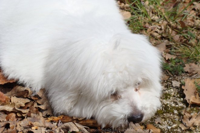 Photo de Coton de tulear