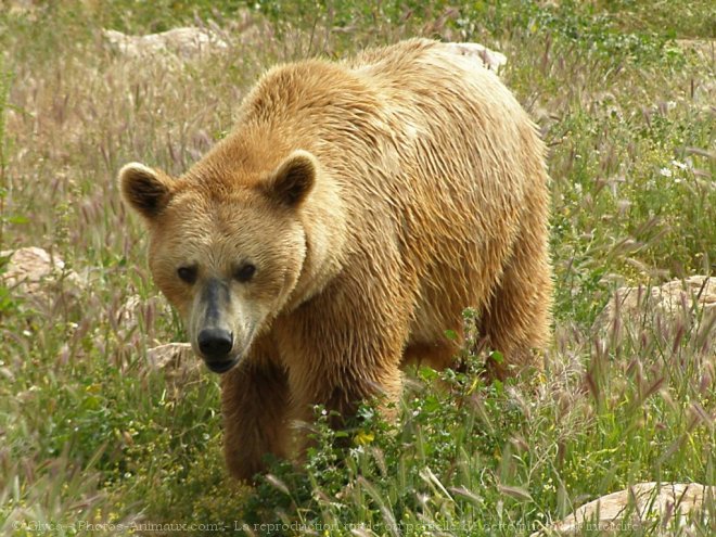 Photo d'Ours