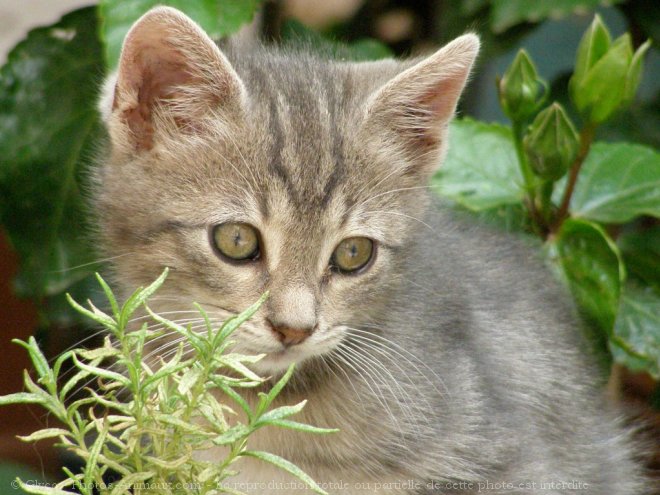 Photo de Chat domestique