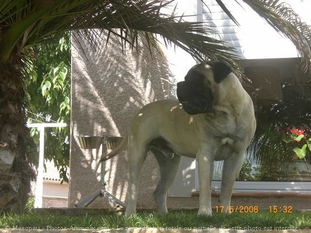 Photo de Bullmastiff