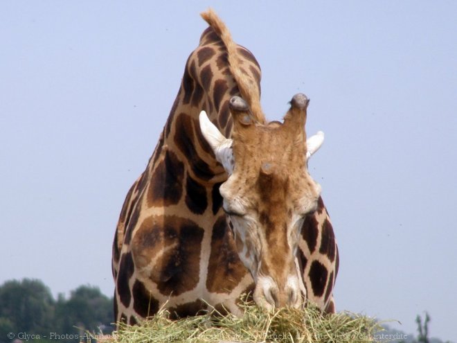 Photo de Girafe