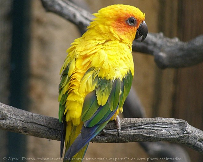 Photo de Conure soleil