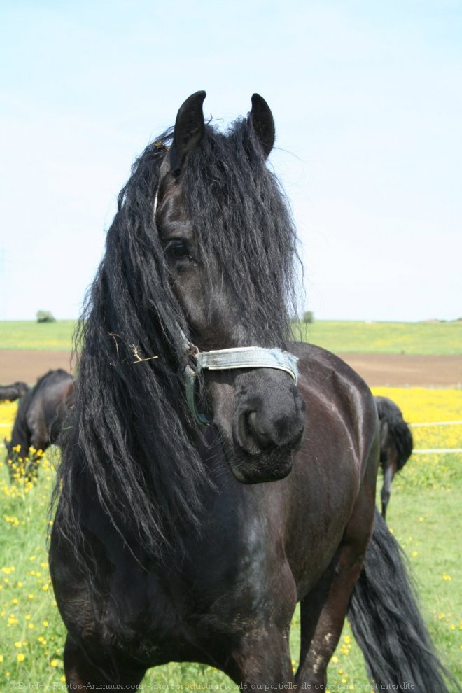 Photo de Frison