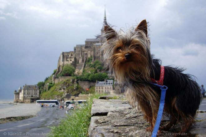 Photo de Yorkshire terrier