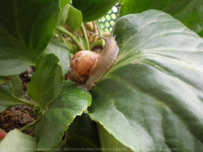 Photo d'Escargot