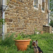 Photo de Yorkshire terrier