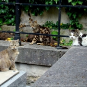 Photo de Chat domestique