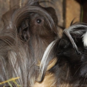 Photo de Cochon d'inde - pruvien