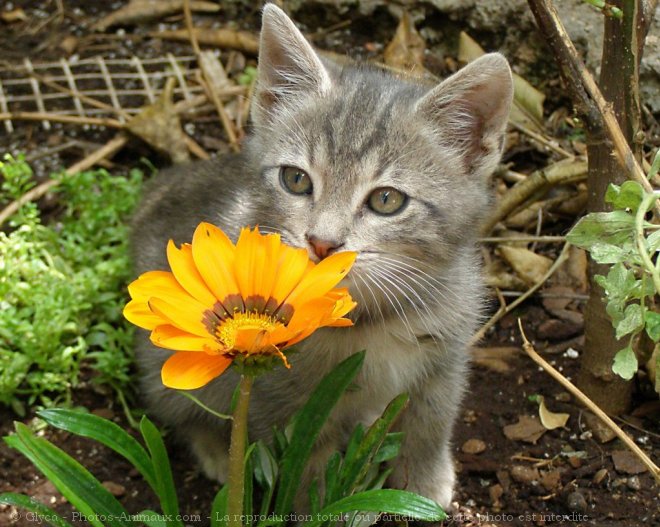 Photo de Chat domestique