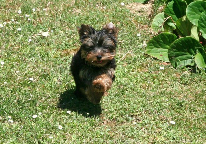 Photo de Yorkshire terrier