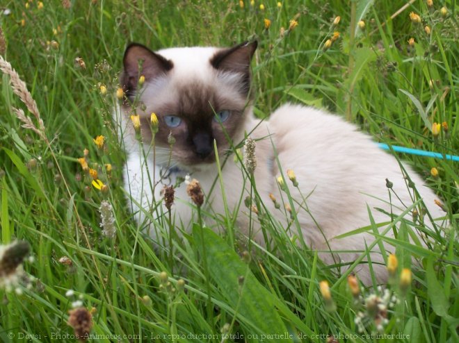 Photo de Ragdoll