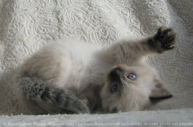 Photo de Ragdoll