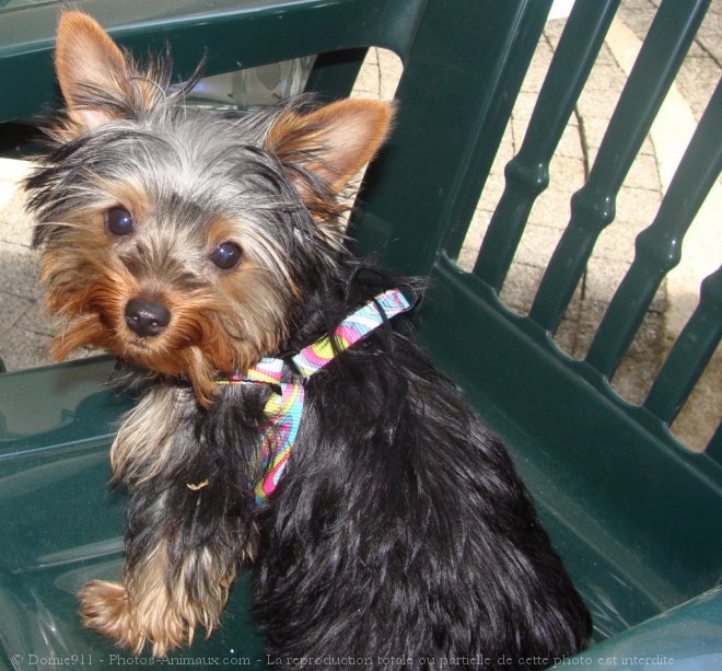 Photo de Yorkshire terrier