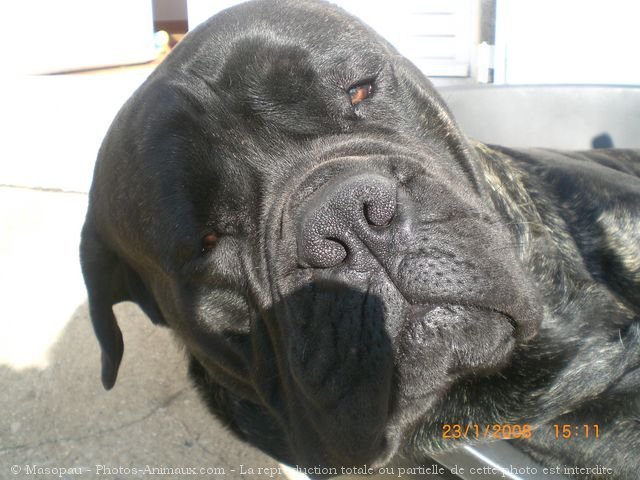 Photo de Bullmastiff