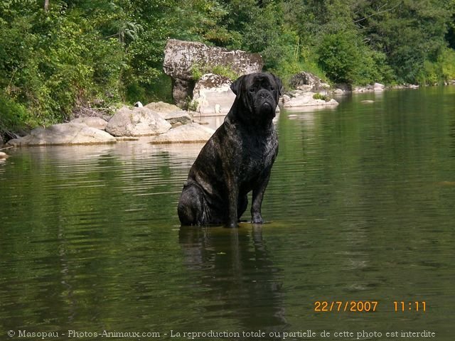 Photo de Bullmastiff