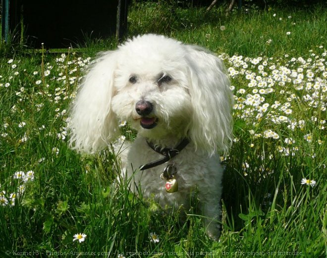 Photo de Bichon  poil fris