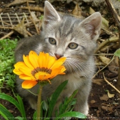 Photo de Chat domestique