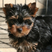 Photo de Yorkshire terrier