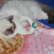 Photo de Ragdoll