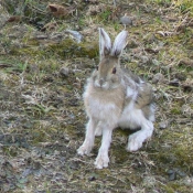 Photo de Lapin