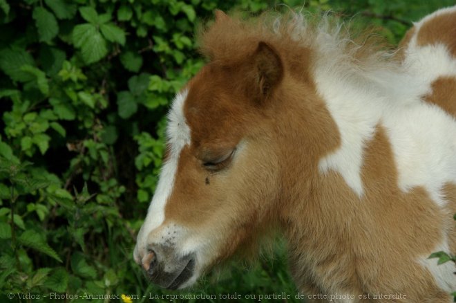 Photo de Poney (toutes races)