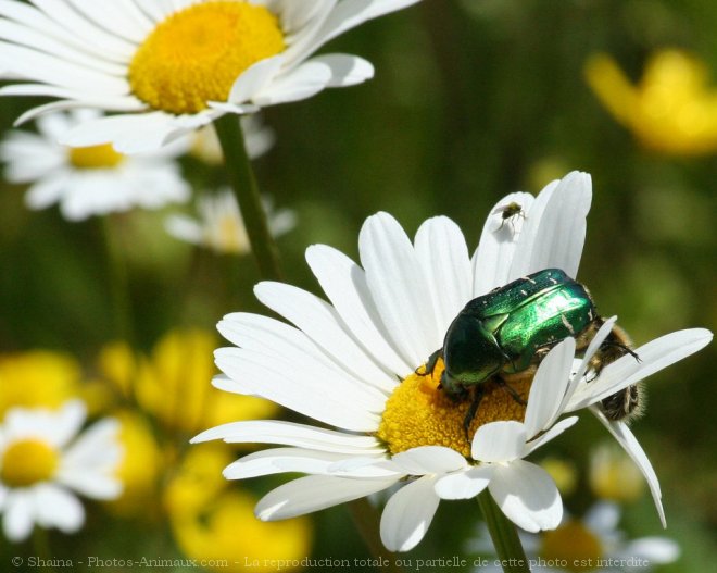 Photo de Coloptre