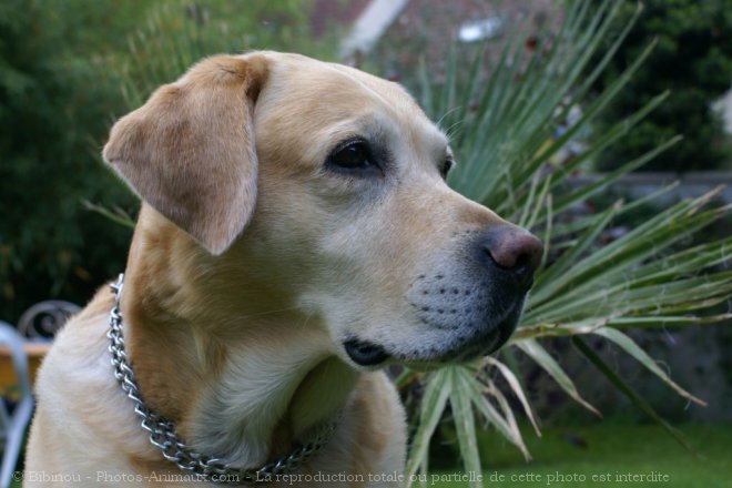 Photo de Labrador retriever