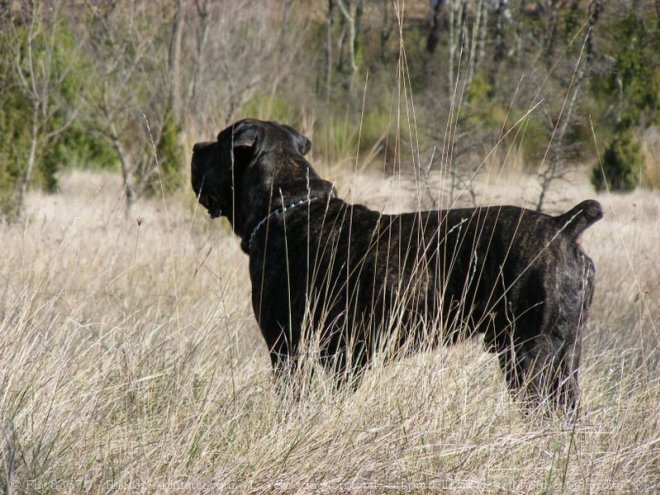 Photo de Chien de cour italien