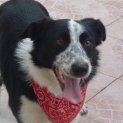 Photo de Border collie