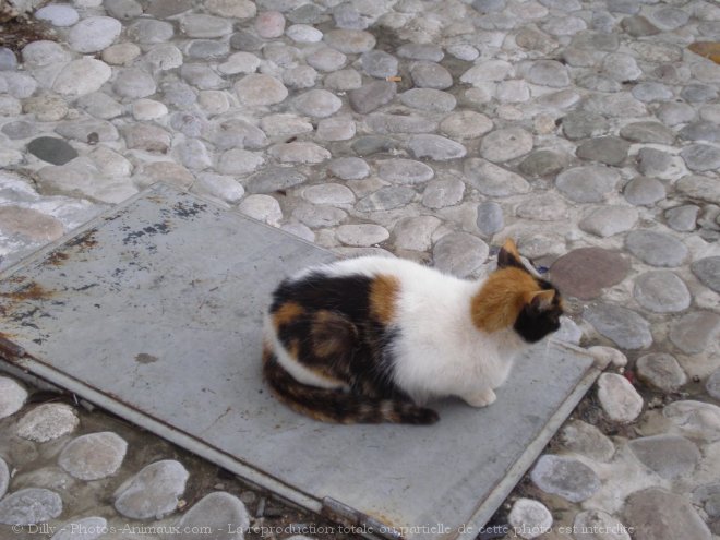 Photo de Chat domestique