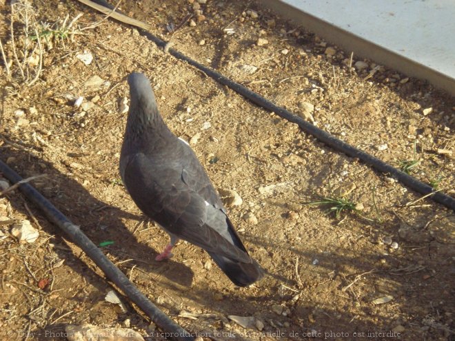 Photo de Pigeon