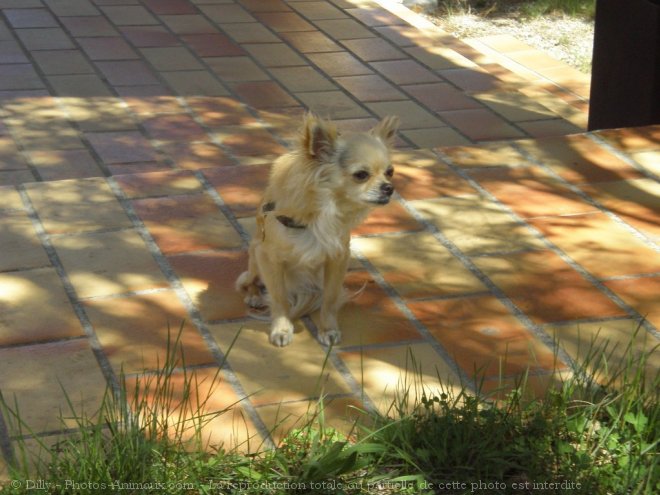 Photo de Chihuahua  poil long