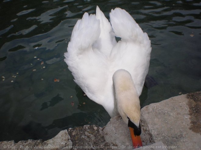 Photo de Cygne