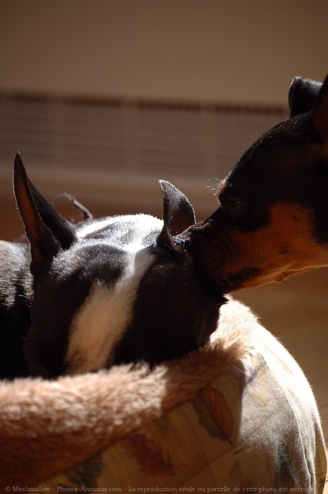 Photo de Pinscher nain