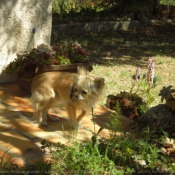 Photo de Chihuahua  poil long