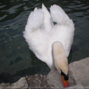 Photo de Cygne