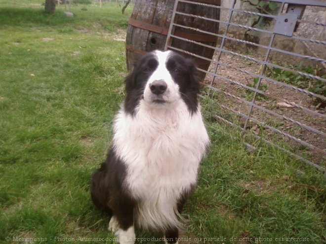 Photo de Border collie