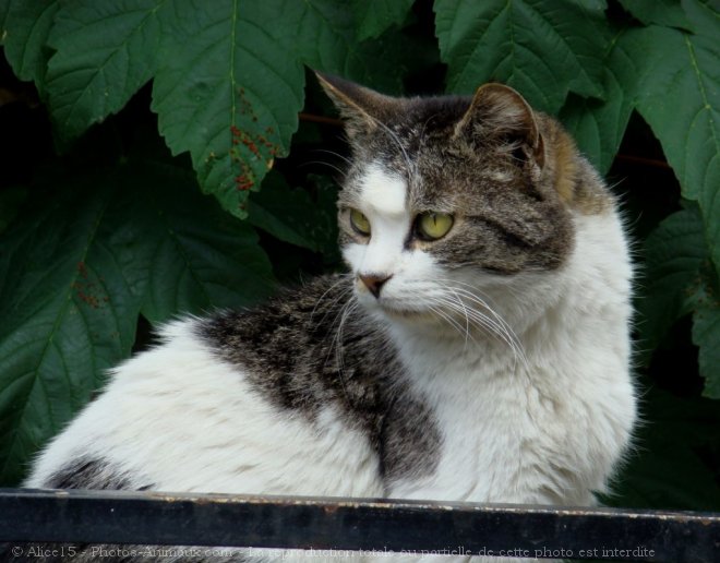 Photo de Chat domestique