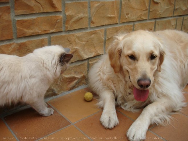 Photo de Races diffrentes