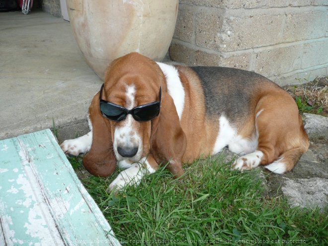 Photo de Basset hound