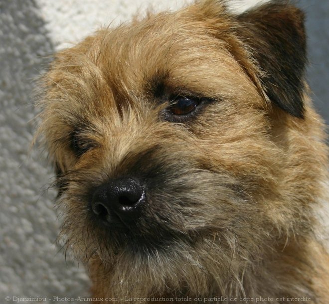 Photo de Border terrier