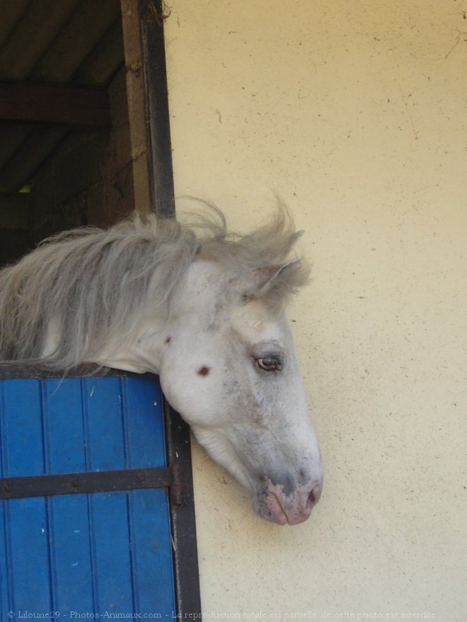 Photo d'Appaloosa