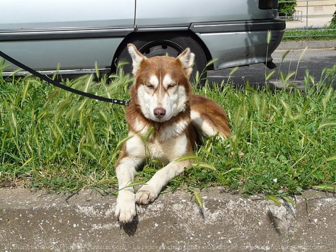 Photo de Husky siberien