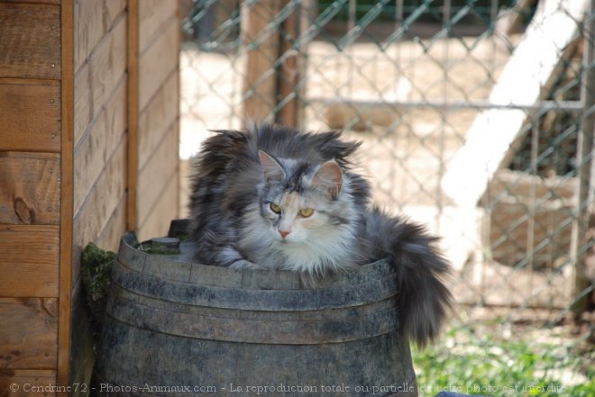 Photo de Maine coon