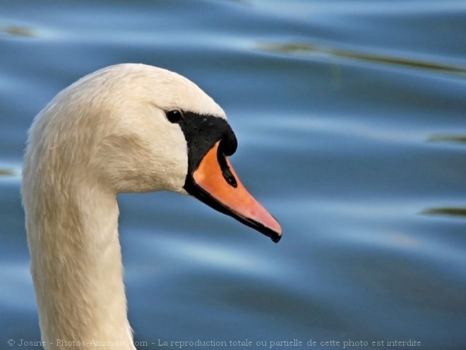 Photo de Cygne