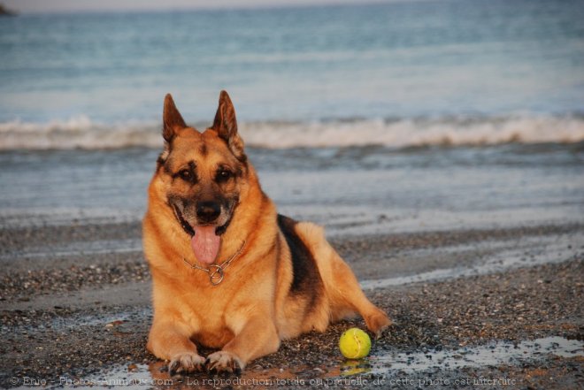 Photo de Berger allemand  poil court