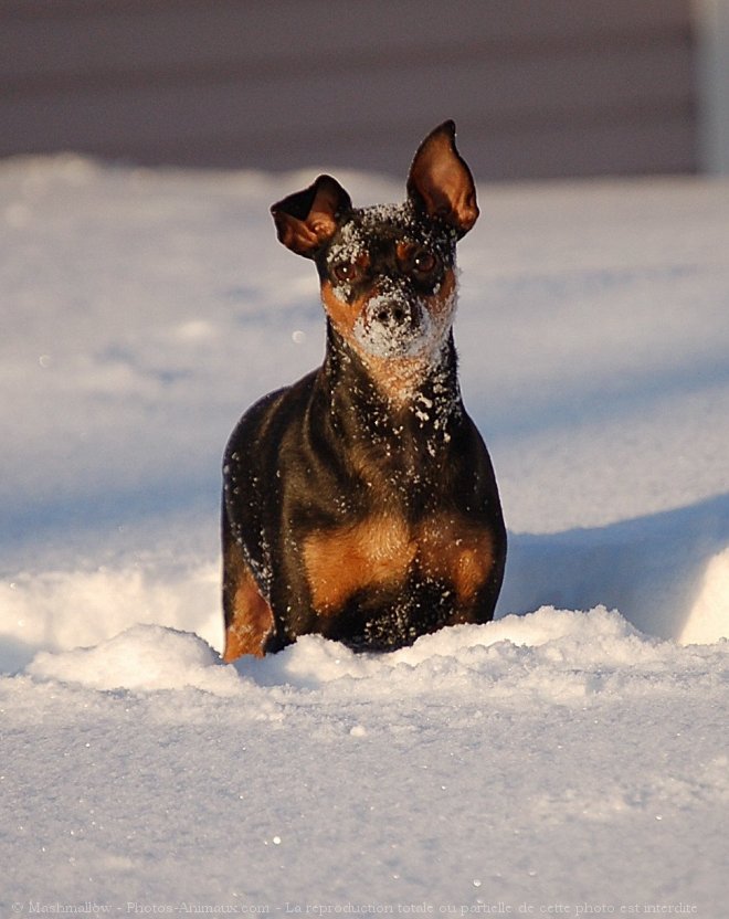 Photo de Pinscher nain